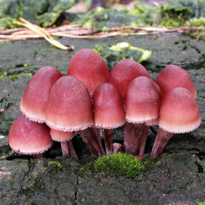 paddenstoelen-h3